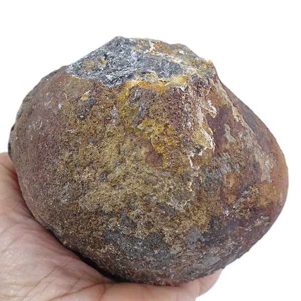 Lobolito de Scyphocrinites elegans - Imagen 4