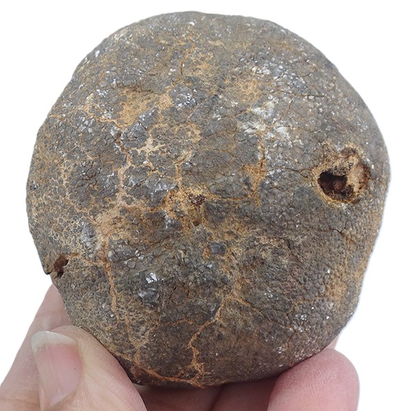 Lobolito de Scyphocrinites elegans - Imagen 3