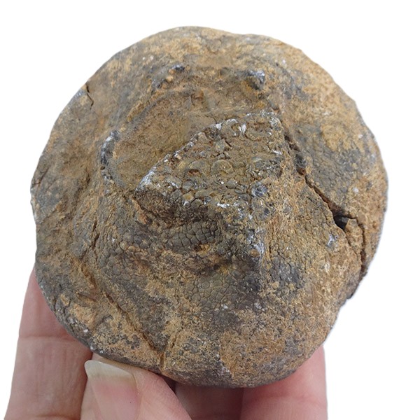 Lobolito de Scyphocrinites elegans - Imagen 4