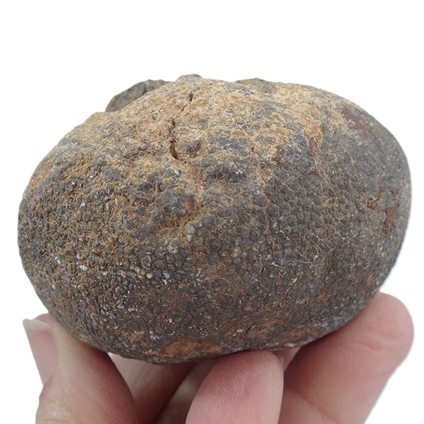 Lobolito de Scyphocrinites elegans