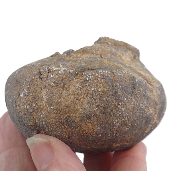 Lobolito de Scyphocrinites elegans - Imagen 5