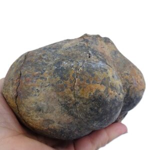 Lobolito de Scyphocrinites elegans