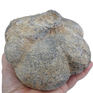 Lobolito de Scyphocrinites elegans