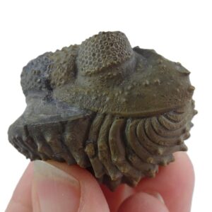 Drotops armatus acurata