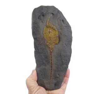 Dendrocystites sedgwicki