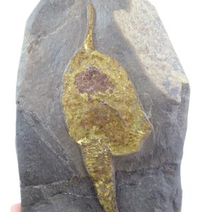 Dendrocystites sedgwicki