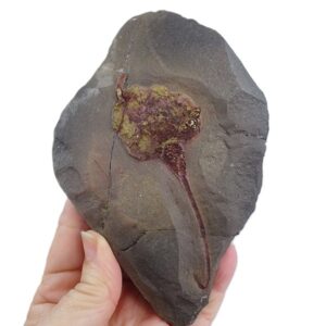 Dendrocystites sedgwicki