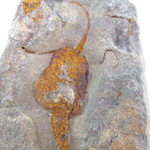 Dendrocystites sedgwicki