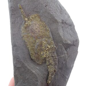 Dendrocystites sedgwicki