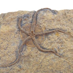 Ophiuroidea Protasteridae