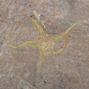 Ophiuroidea Protasteridae