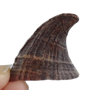 Peyeria lybica  VENDIDO