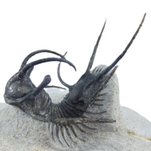 Ceratarges ziregensis