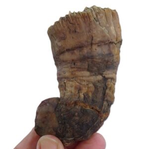 Trochosmilia irregularis VENDIDO