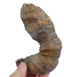 Trochosmilia irregularis VENDIDO