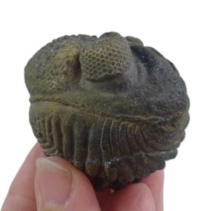 Drotops megalomanicus subornatus