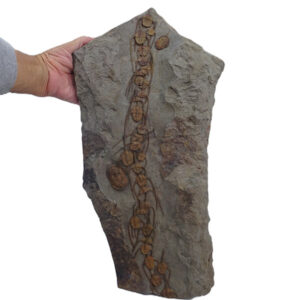 Amphyx priscus y Asaphellus aff. jujuanus VENDIDO