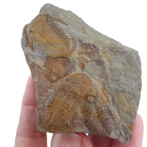 Asaphellus aff. jujuanus