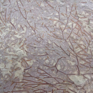 Paradelograptus tenuis y Dictyonema sp.