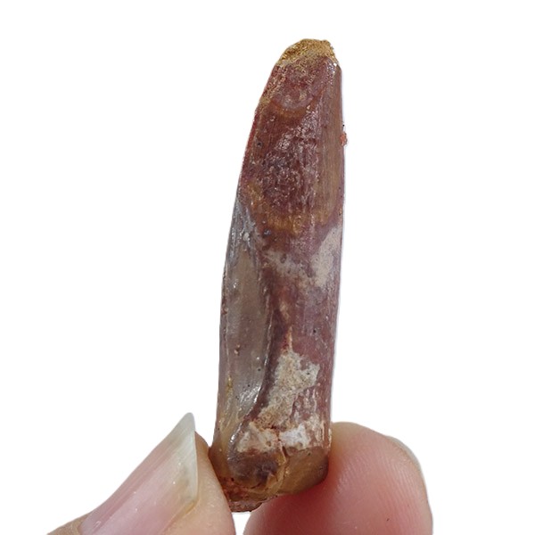 Titanosaurio - Imagen 2