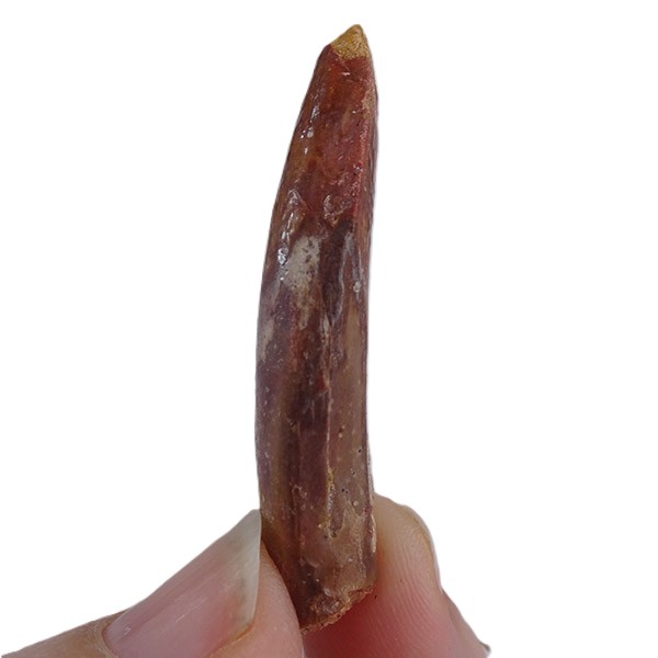 Titanosaurio - Imagen 3