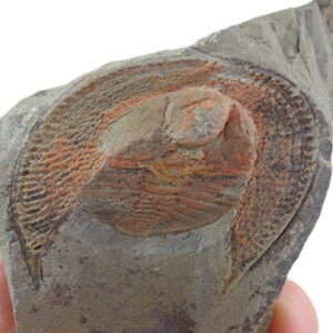 Declivolithus alfredi