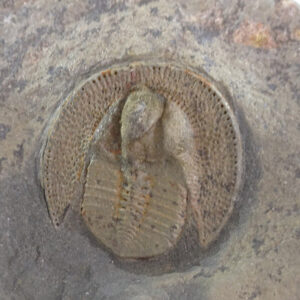 Declivolithus alfredi