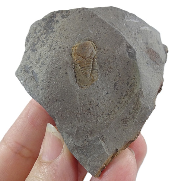 Cyclopyge sibilla - Imagen 2