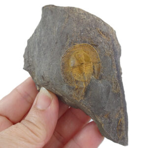 Declivolithus alfredi