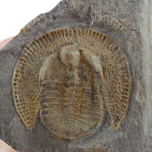 Declivolithus alfredi