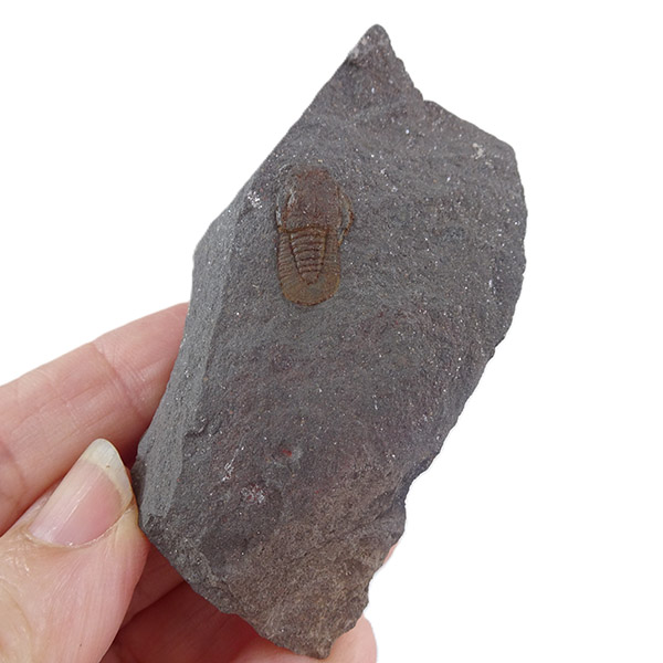 Cyclopyge sibilla - Imagen 2