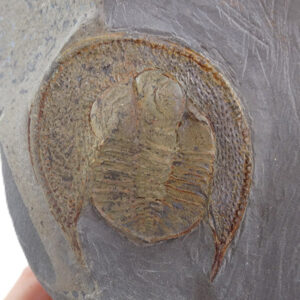 Declivolithus alfredi