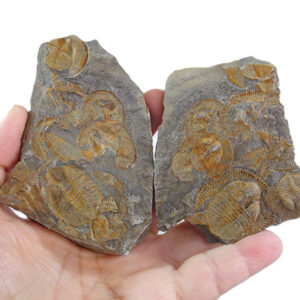 Declivolithus alfredi