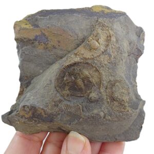 Declivolithus alfredi