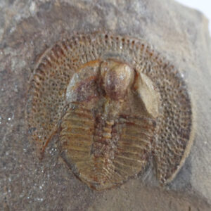 Declivolithus alfredi