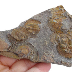 Declivolithus alfredi