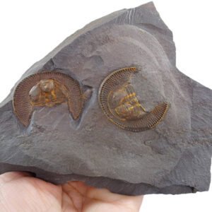 Declivolithus alfredi