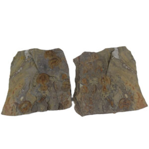 Declivolithus alfredi