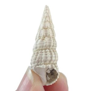 Terebralia bidentata