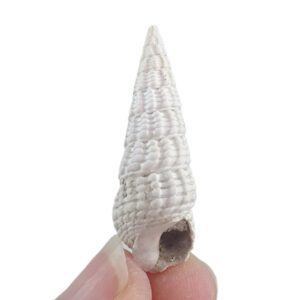 Terebralia bidentata