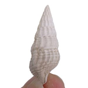 Terebralia bidentata