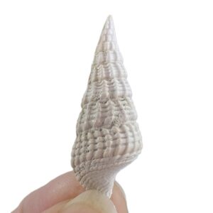 Terebralia bidentata