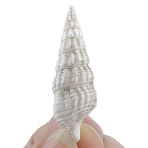 Terebralia bidentata