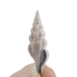 Turricula intermedia