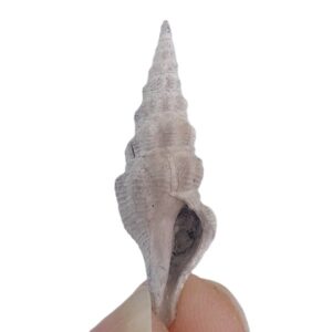 Turricula intermedia