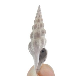 Turricula intermedia