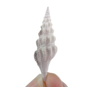 Turricula intermedia