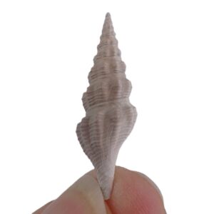 Turricula intermedia