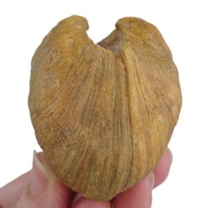 Cucullaea (Idonearca) sablieri