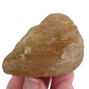 Cucullaea (Idonearca) gabrielis